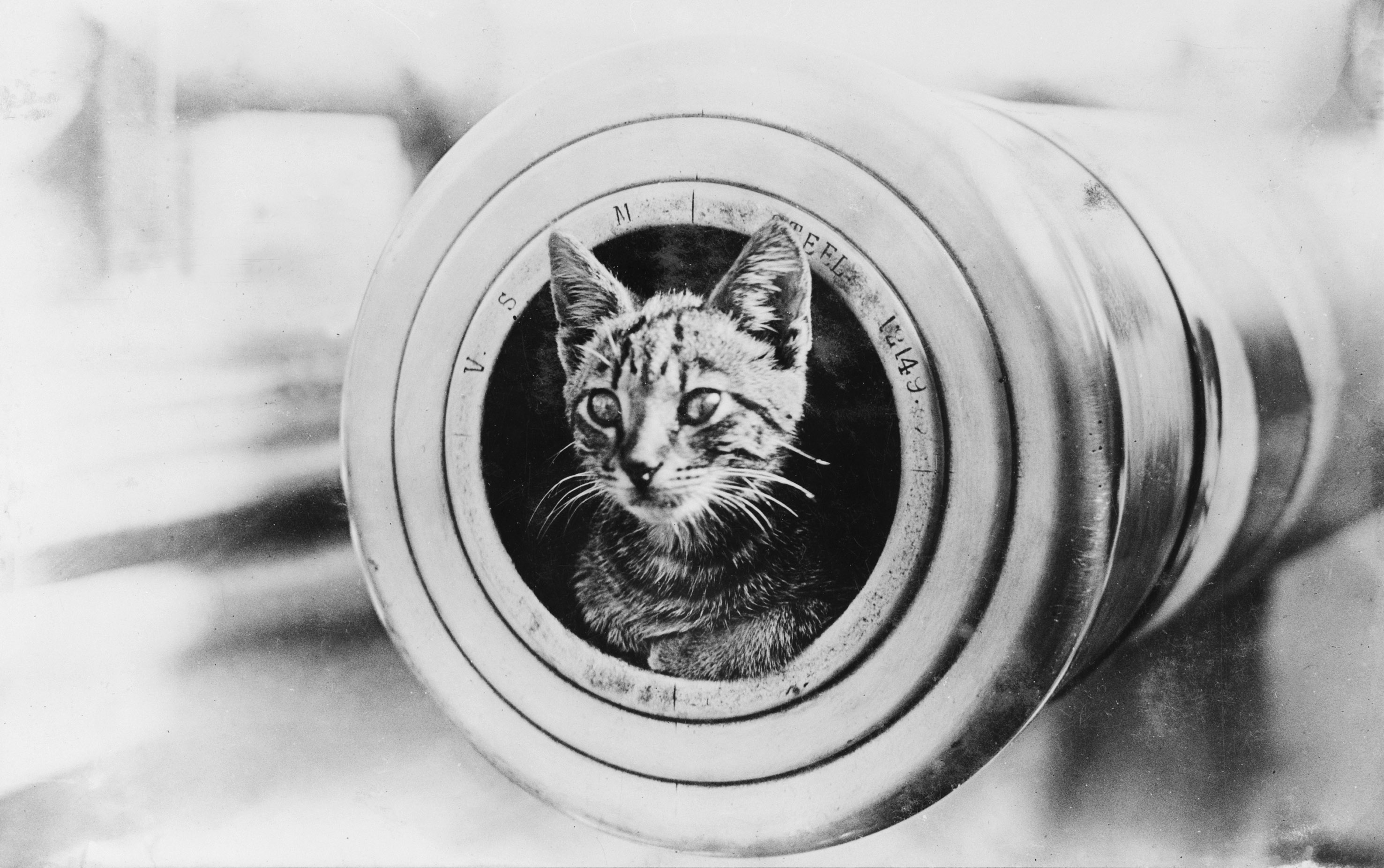 a_cat_on_hmas_encounter