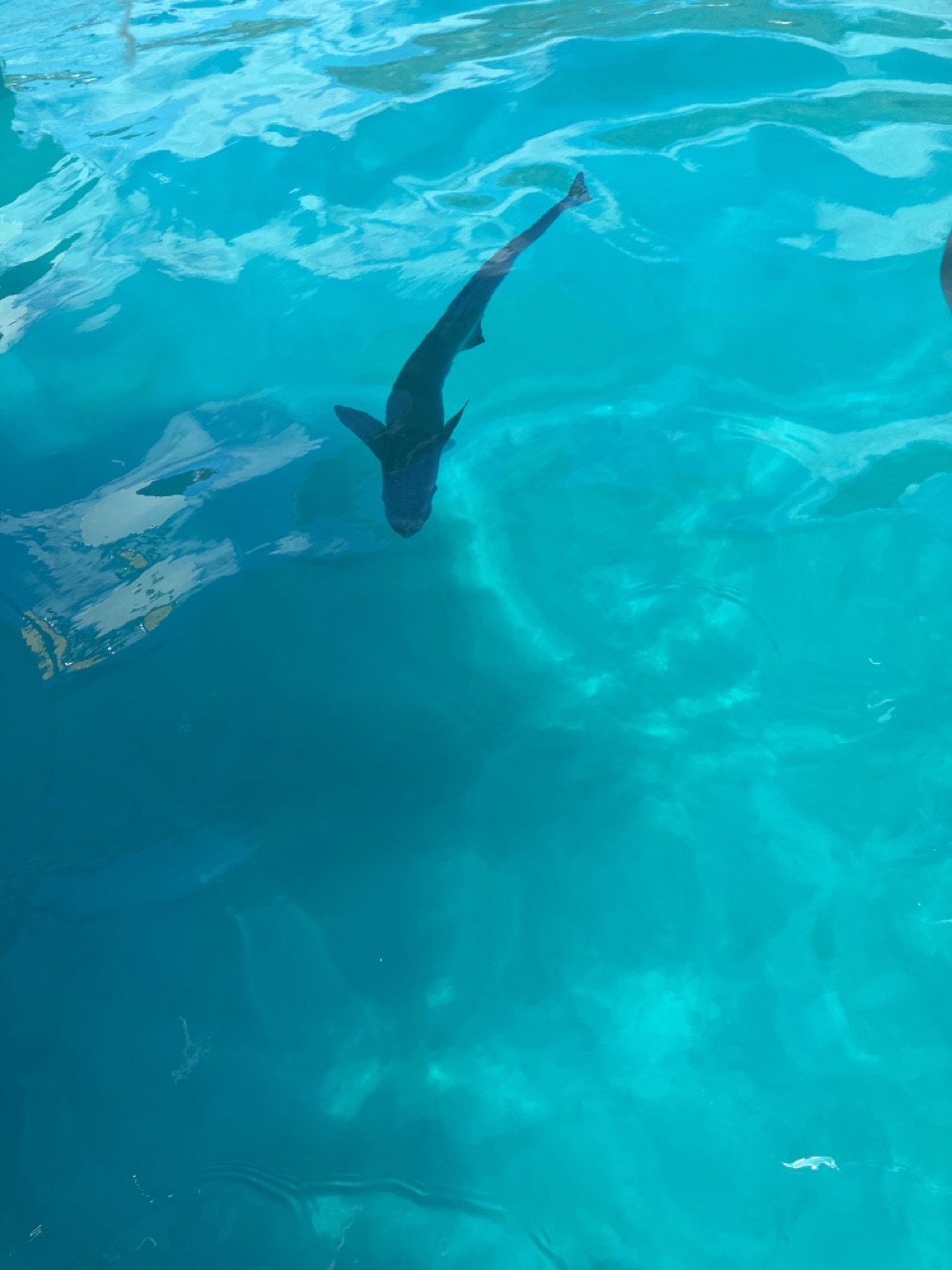 Beasties Under The&nbsp;Boat